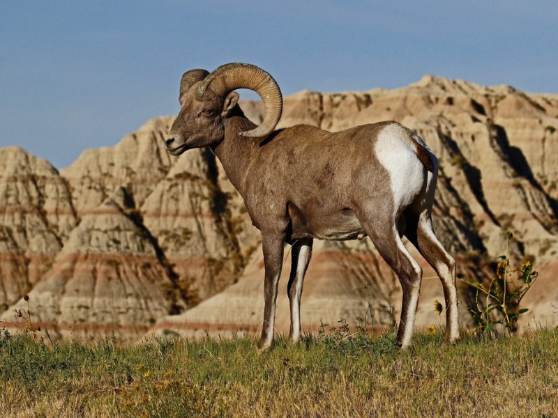 Архар Туркмения