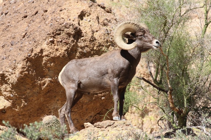 Устюртский муфлон