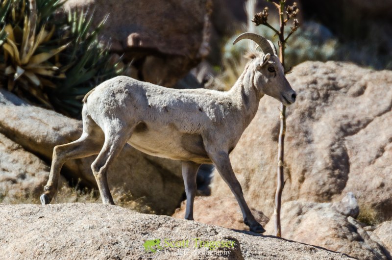 Пустынный толсторог фото