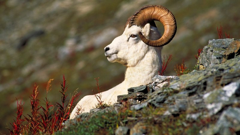 Снежный баран Витимского заповедника