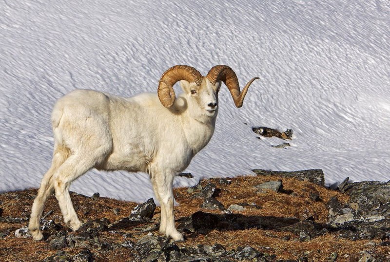 Пустынный баран Рамбл