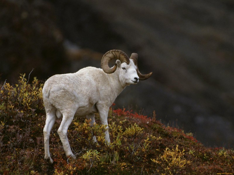 Овис канадский снежный баран