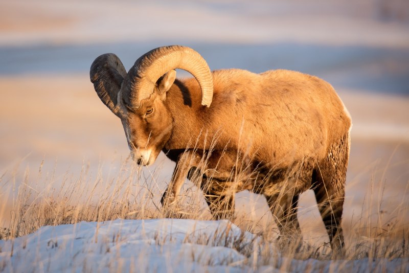 Чубуку горный баран