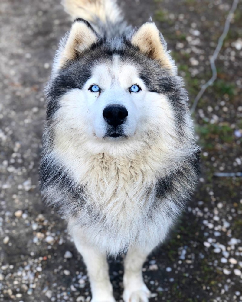 Аляскинский маламут