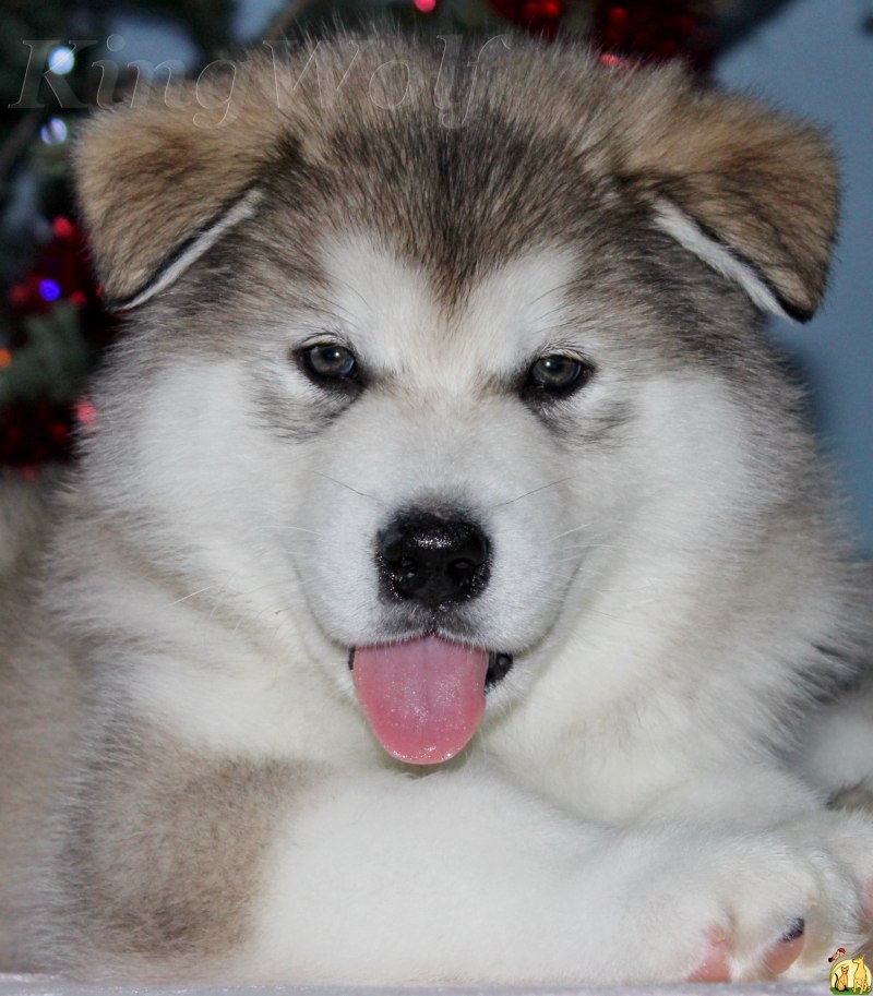 Аляскинский маламут