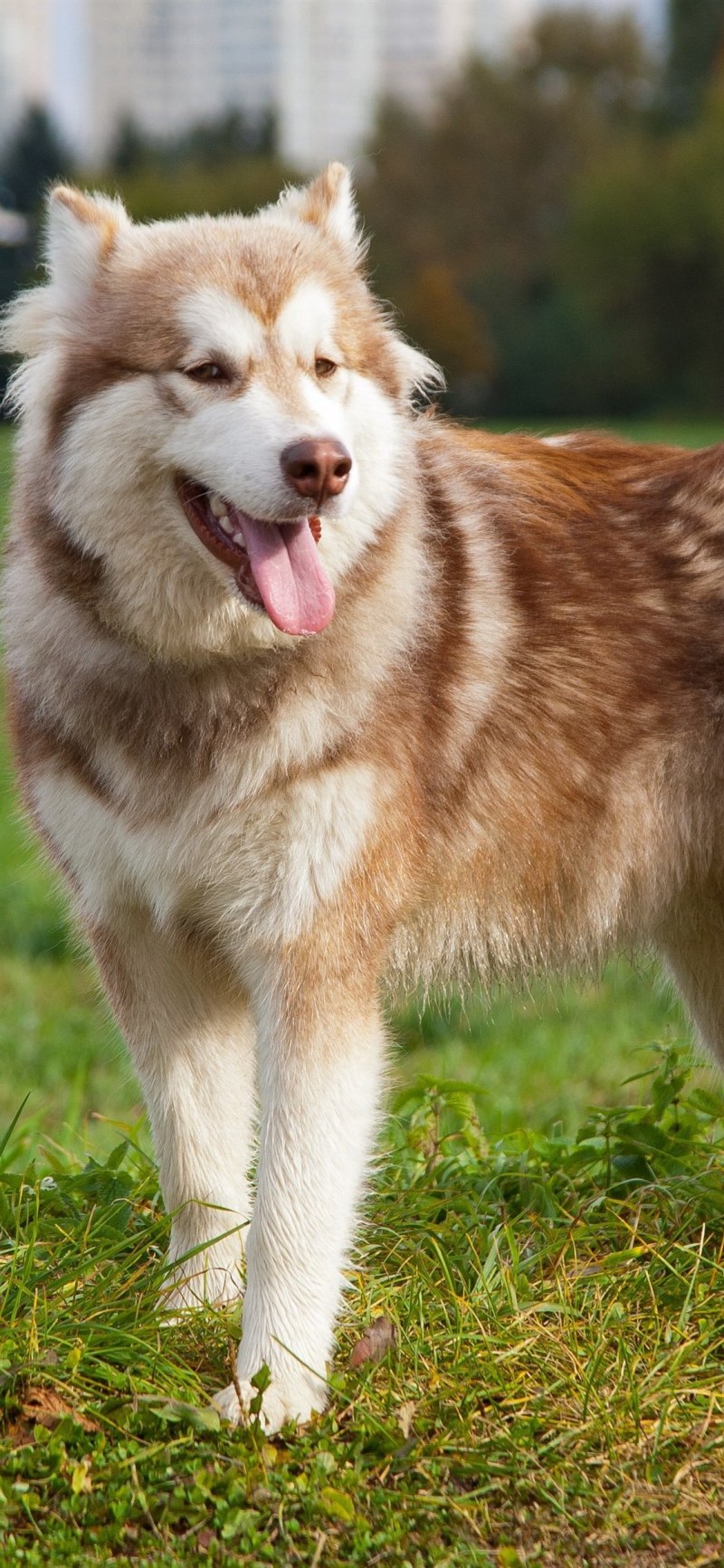 Собаки породы Аляскинский маламут