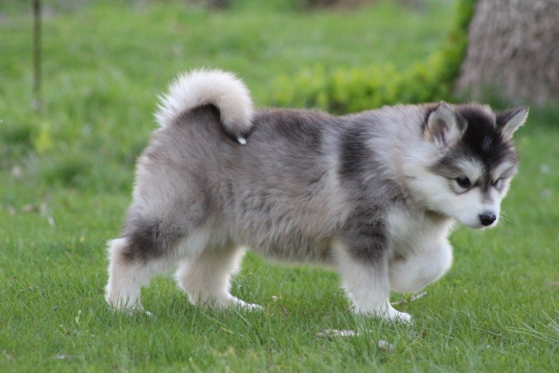 Аляскинский маламут