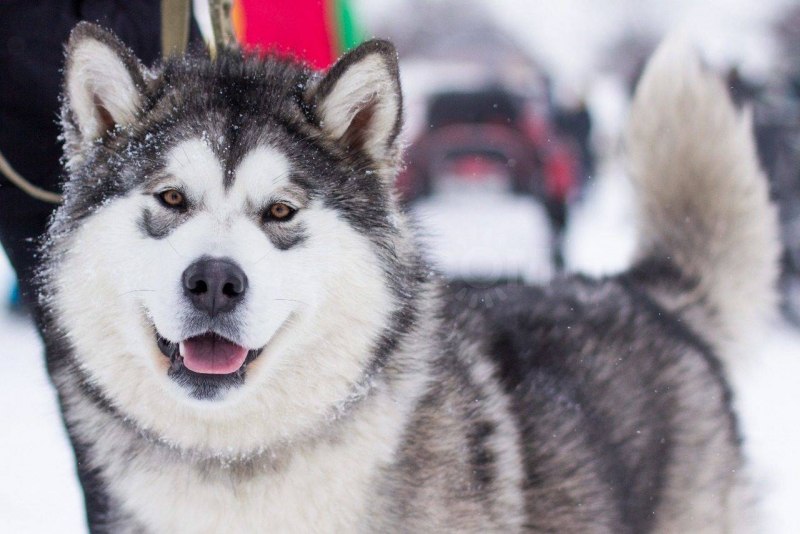 Собаки породы Аляскинский маламут