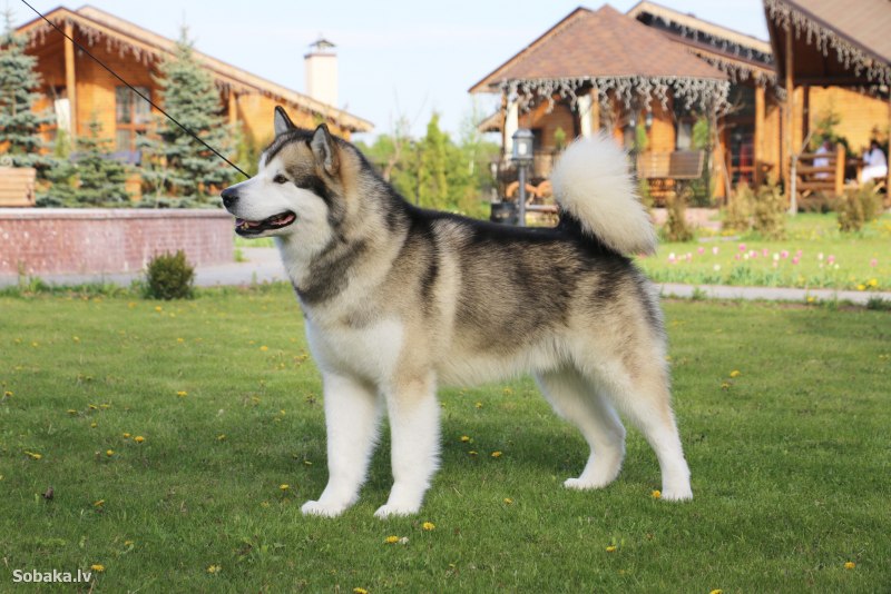 Аляаляскинский маламут