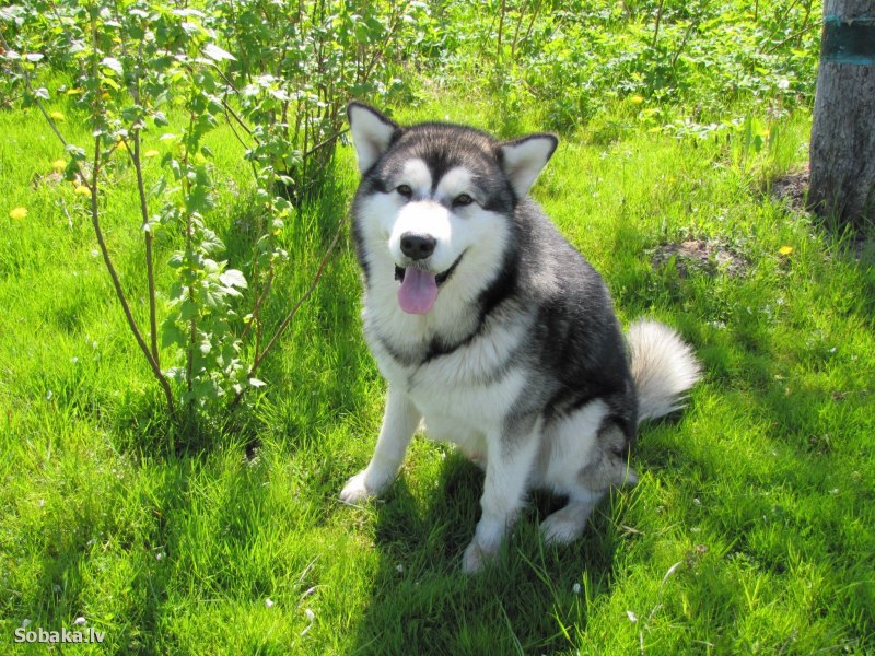 Лайка Аляскинский маламут