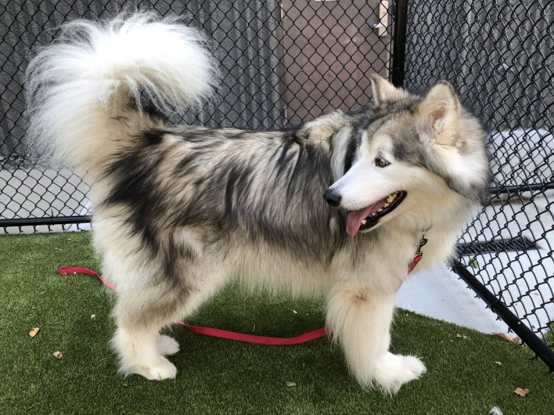 Аляскинский маламут