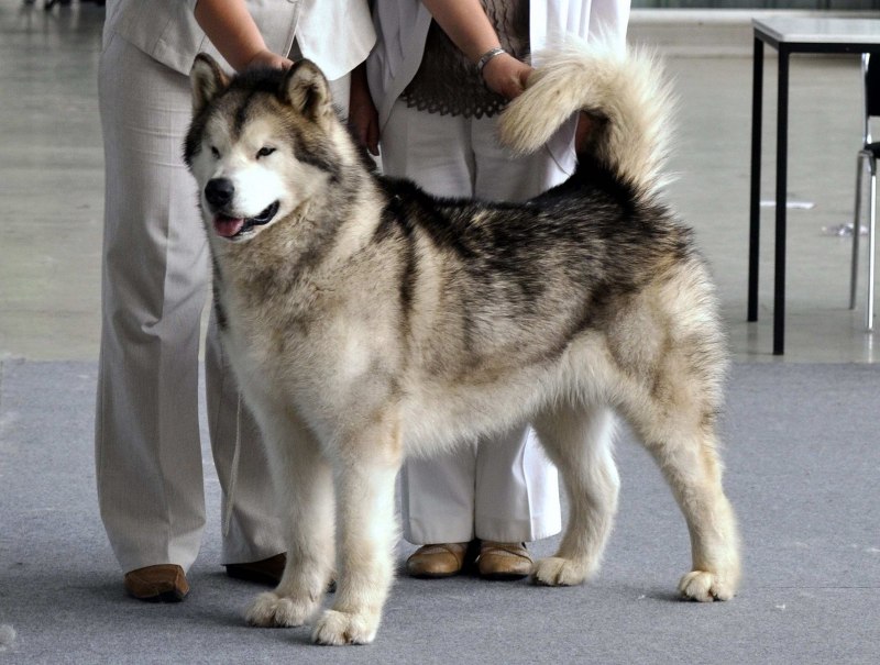 Маламут Аляскинский гигант