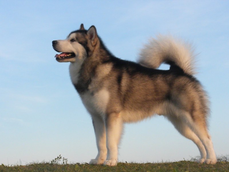 Собаки породы Аляскинский маламут