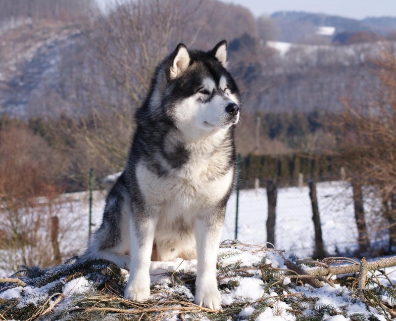 Азиатский маламут щенок