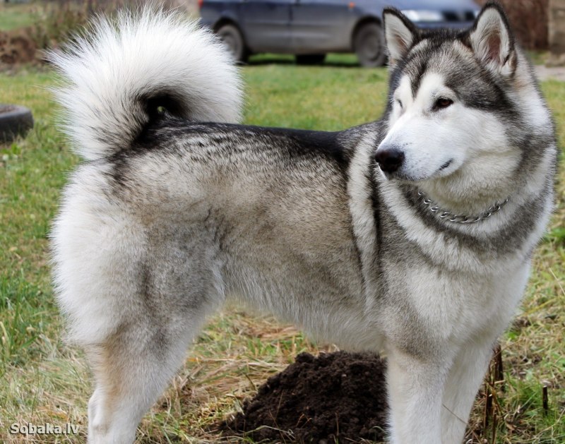 Аляскинский маламамут