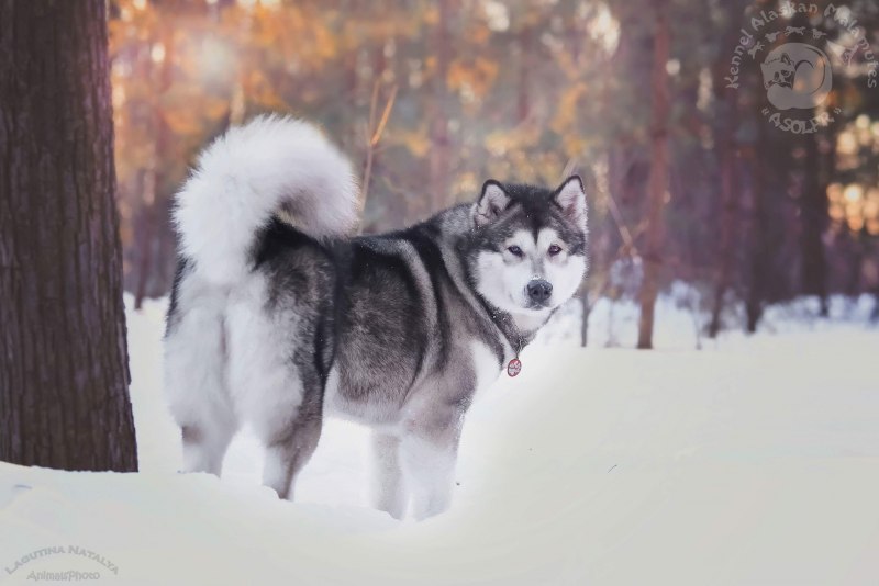 Аляскинский маламут длинн