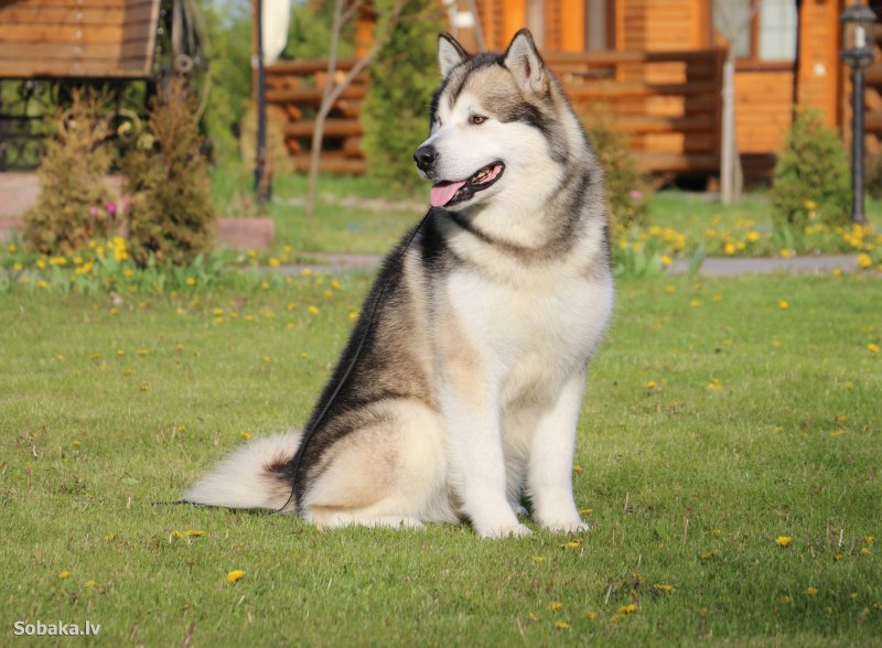 Аляскинский маламут Коцебу