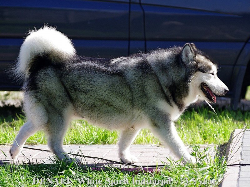Собаки породы Аляскинский маламут