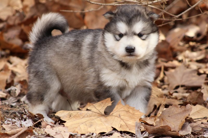 Аляскинский маламут