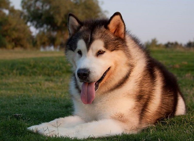 Лайка Аляскинский маламут