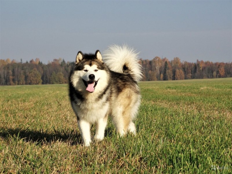 Аляскинский маламут черный