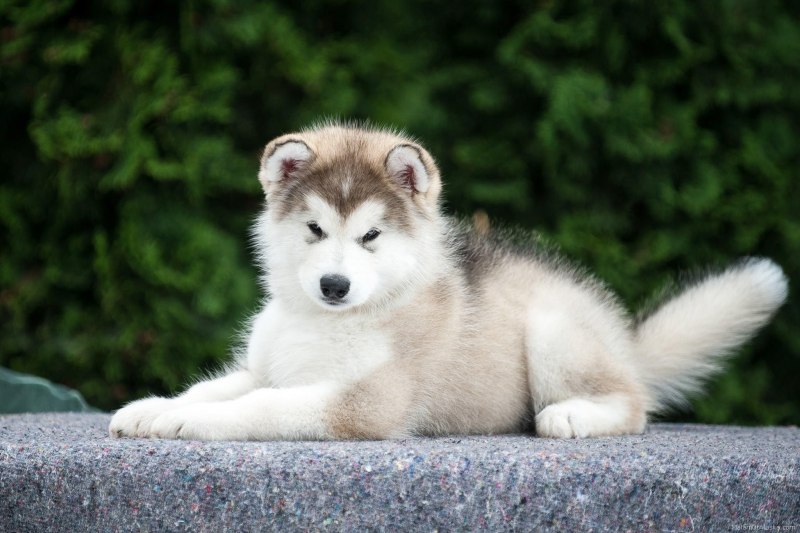 Аляскинский маламут серебристый