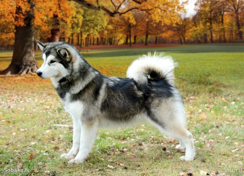 Аляскинскинский маламут