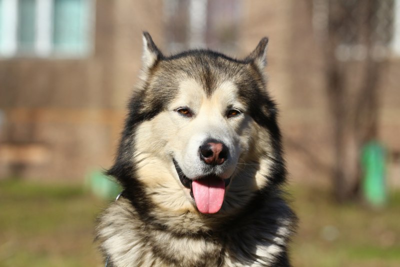 Аляскинский маламут