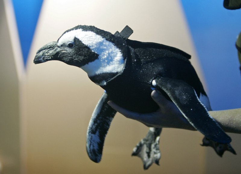 Пингвин без шерсти