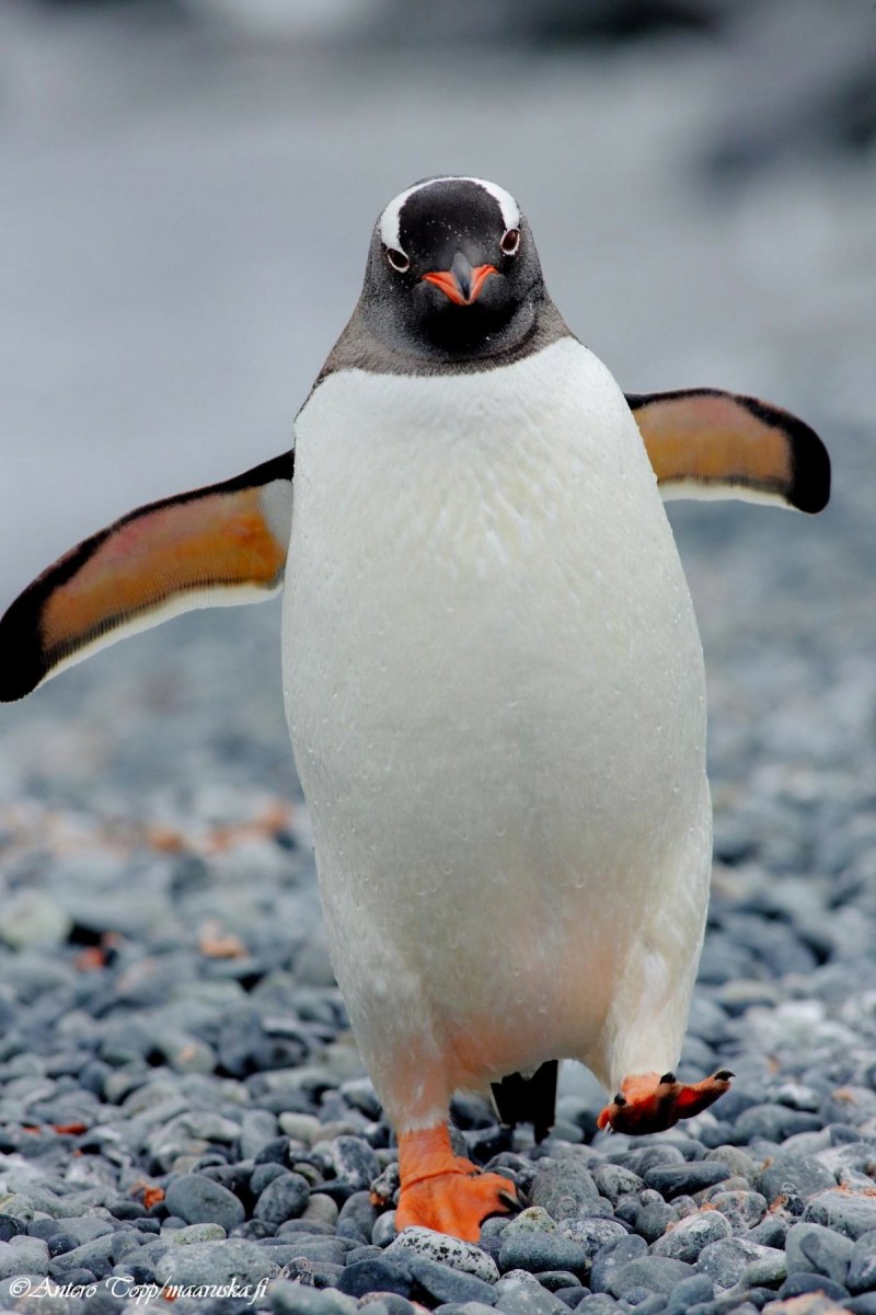 Пингвин птица гордая