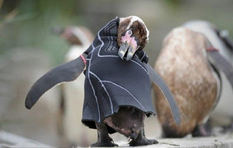 Плешивый Пингвин