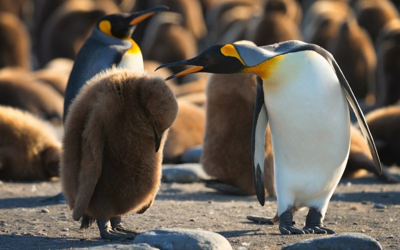 Птенец Императорского пингвина