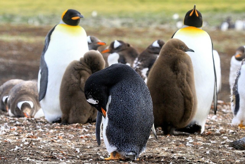 Пингвин из Бэтмена ест