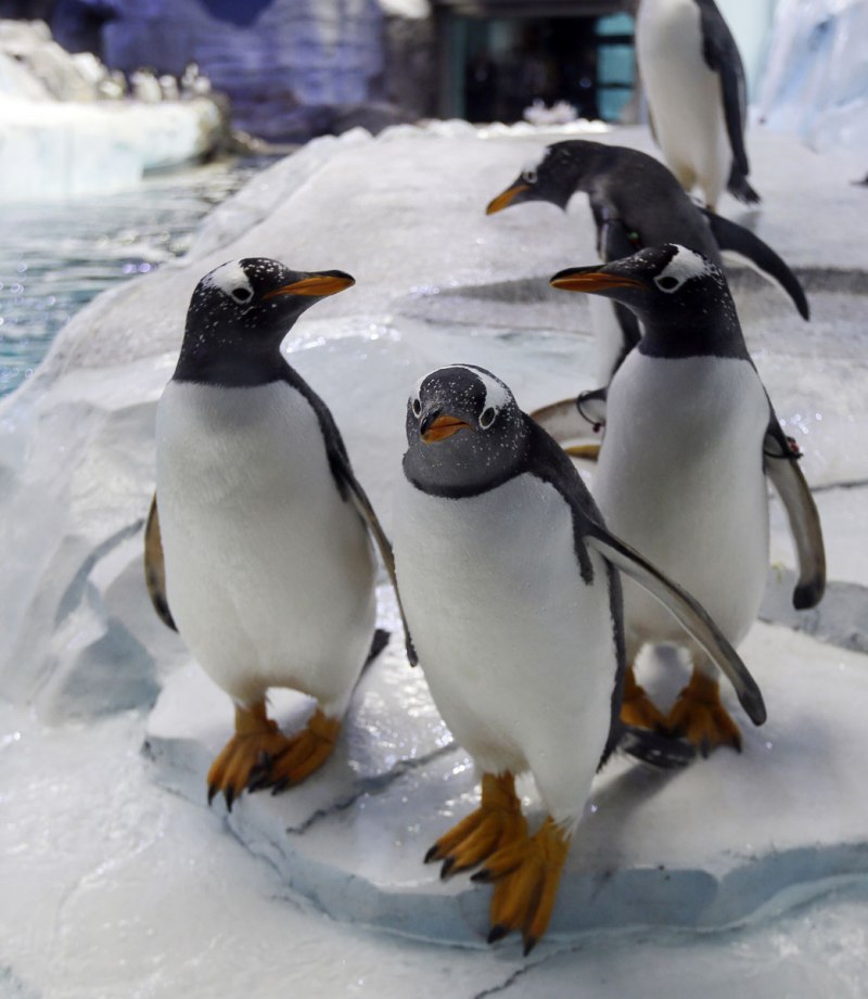 Прикольные птенцы королевского пингвина