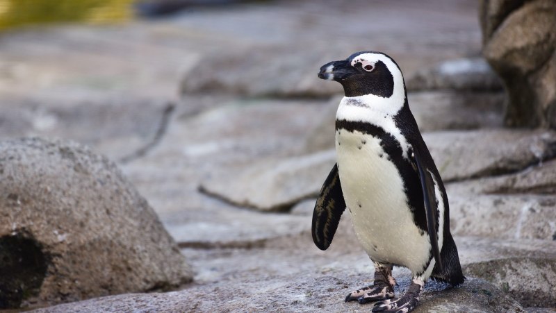 Императорский Пингвин в Антарктиде