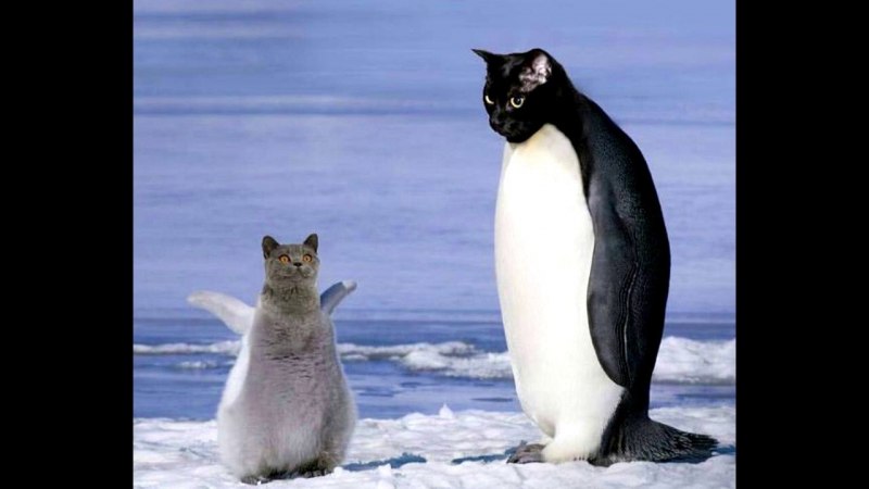 Смешные пингвины