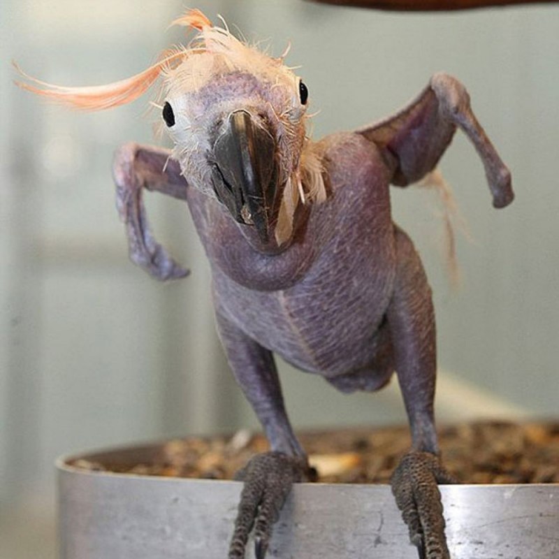 Пингвин киви