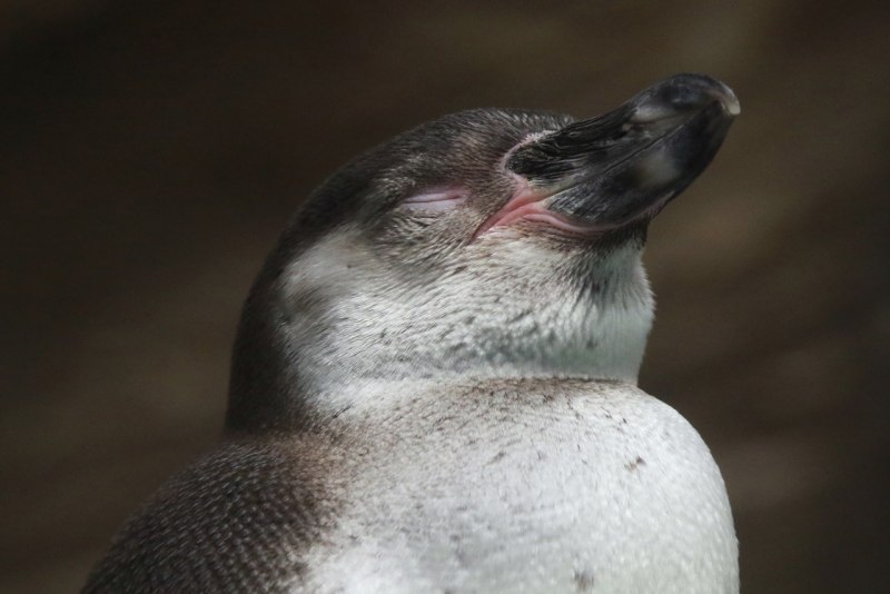 Бэтмен Пингвин фильм 1992