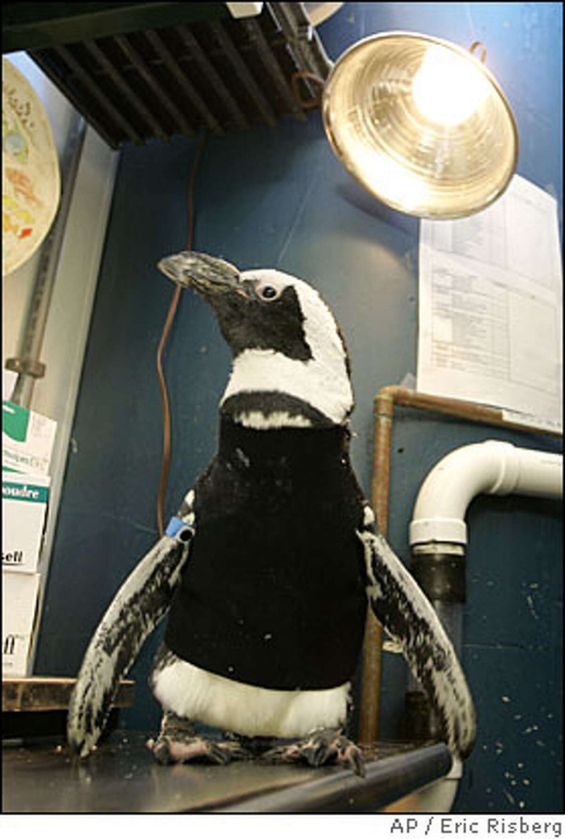 Пингвин в квартире