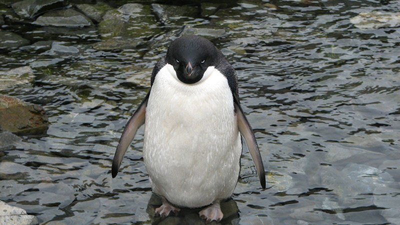 Лысый Какаду