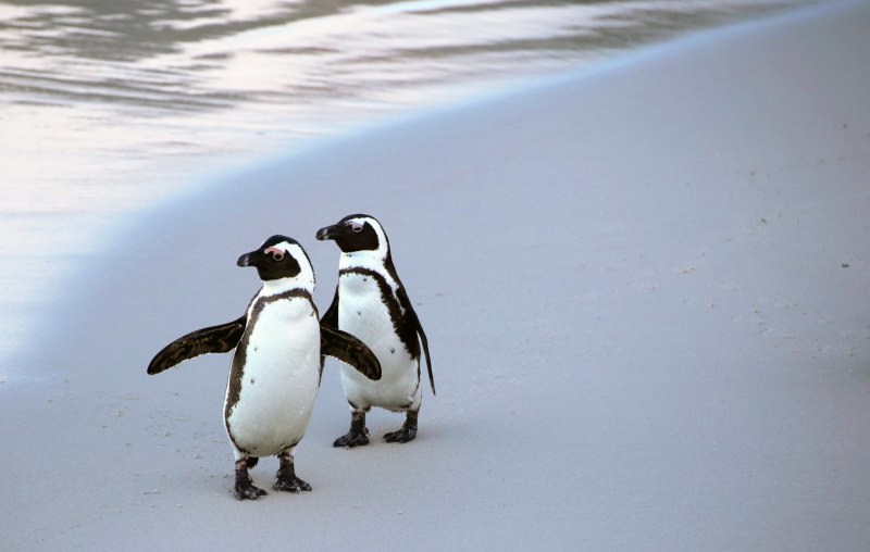 Всратый Пингвин