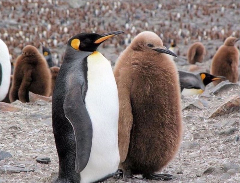 Спаривание пингвинов