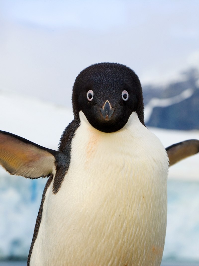 Спаривание пингвинов