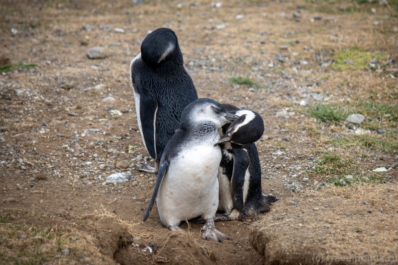 Пингвин меланист