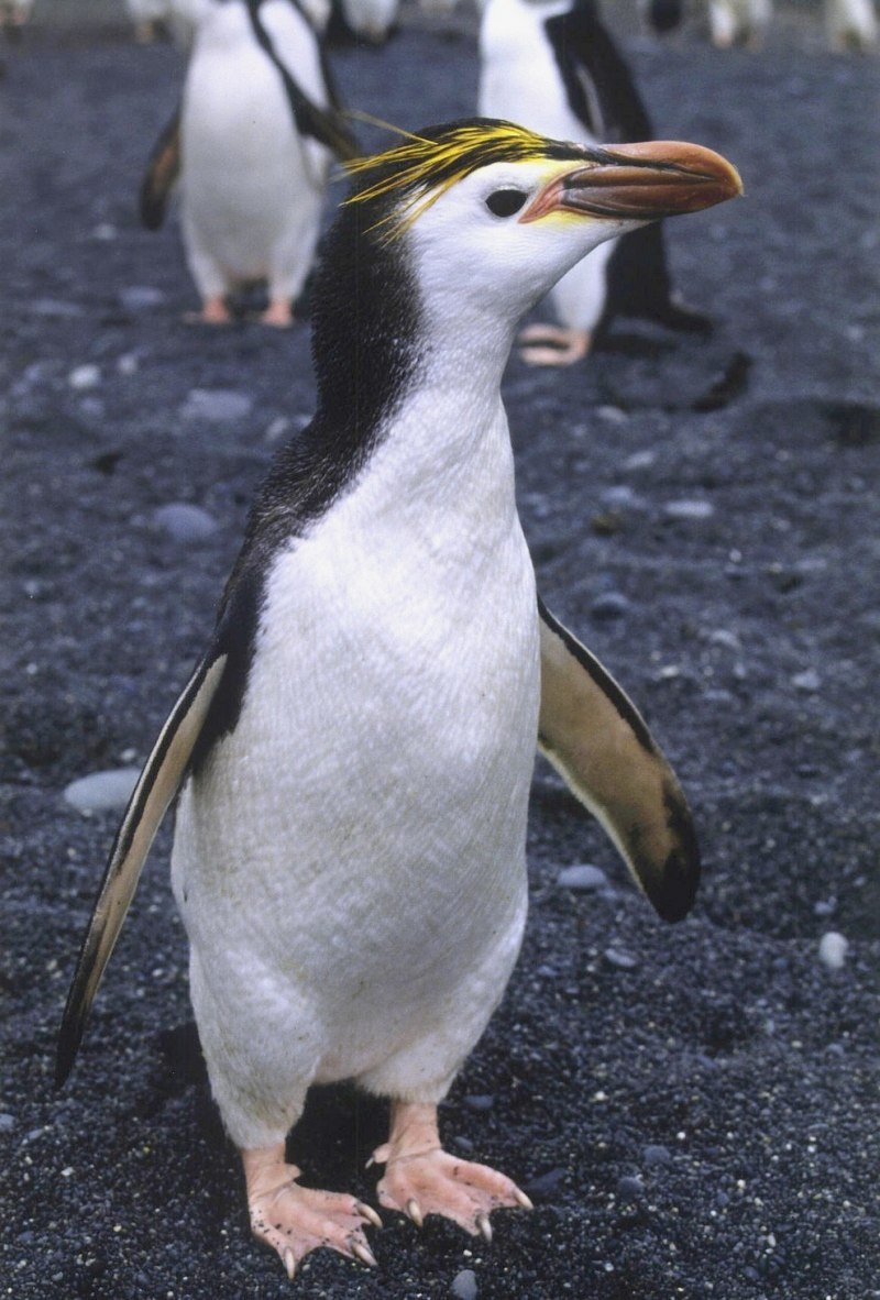 Птенец королевского пингвина