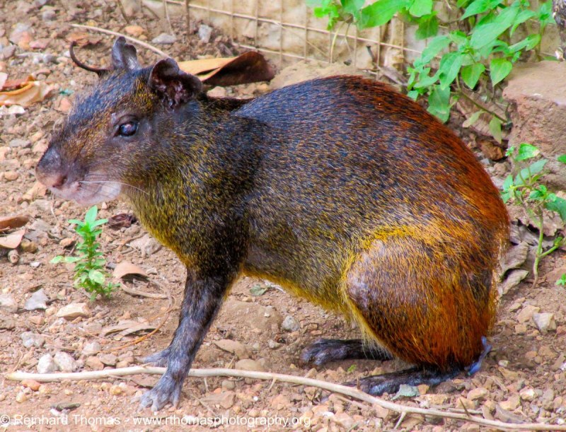 Агути грызун