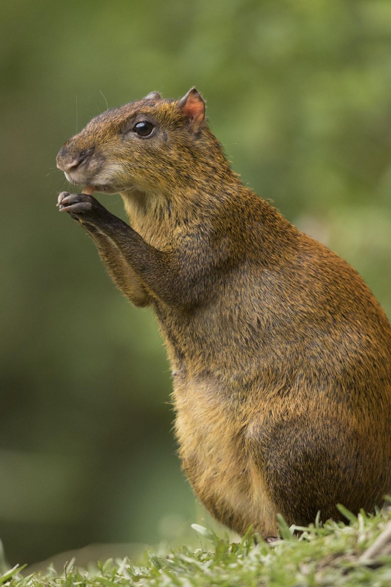 Агути хохлатый