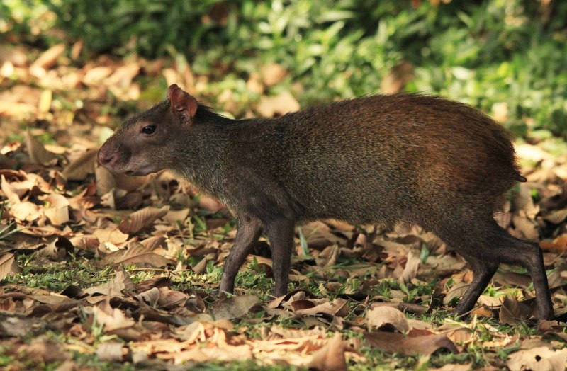 Бразильский агути