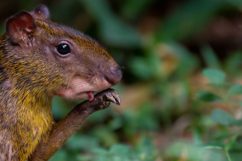 Агути Южная Америка