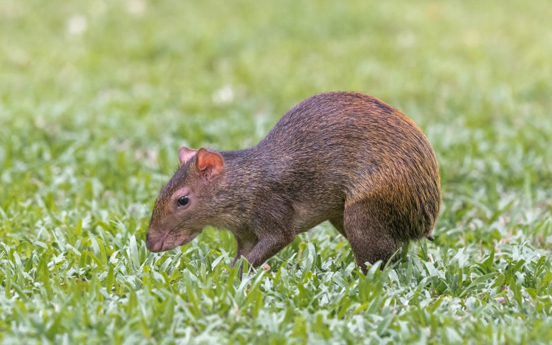 Роатанский агути